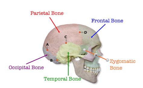 Parietal Bone Liberal Dictionary