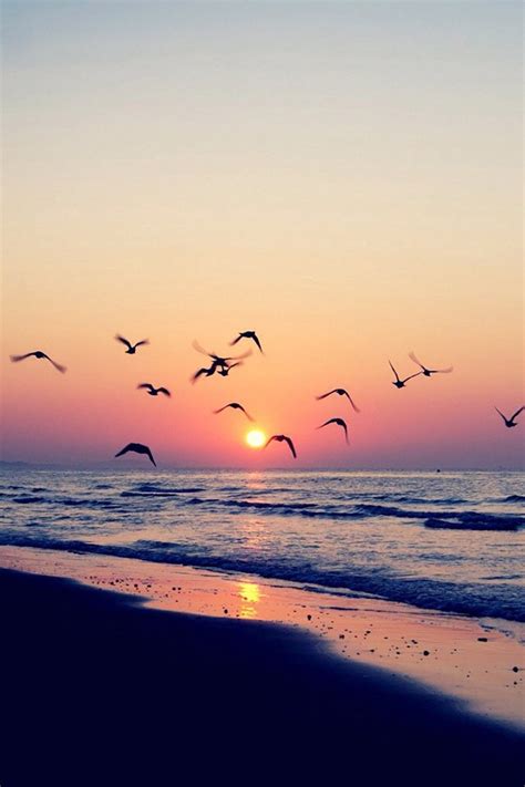 Beach Sunset Shore Birds Iphone Wallpaper Hd Free