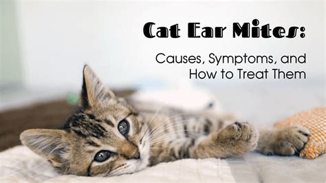 Examine Ear Mites In Cats 10 Ways To Treat Mites In Kitten Pet Care