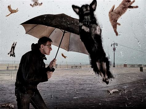 Raining Cats And Dogs Wallpapers Wallpaper Cave