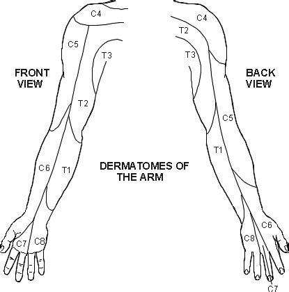 Upper Extremity Dermatomes Permission Granted By Pils Licensing To My Xxx Hot Girl