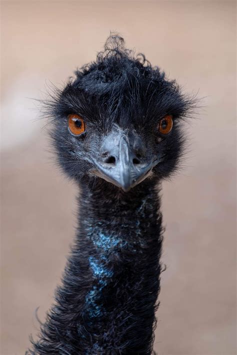 Emu Bird Avian Free Photo On Pixabay Pixabay