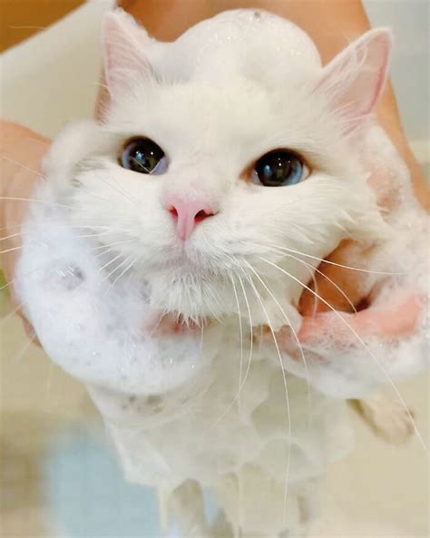 this cat loves taking a bath so much that his siblings started loving it too bored panda