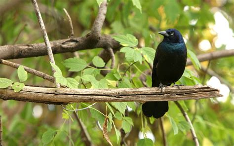 Free Download Hd Wallpaper Animals Birds Branches Grackle