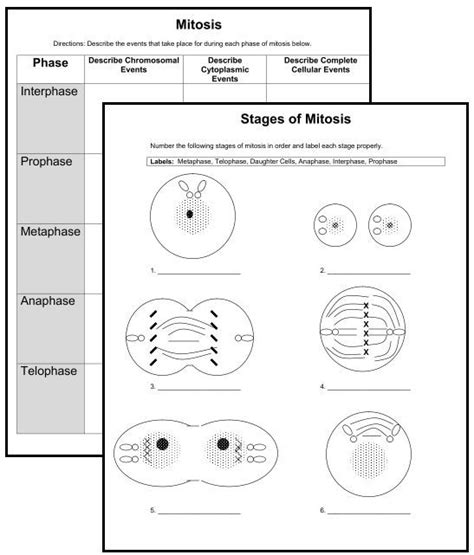 Mitosis Practice Worksheet Blog Name