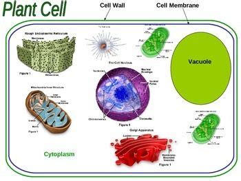 Structure(s) that store water and break down materials. Cell Structure | Cell structure, Plant cell, Cell wall