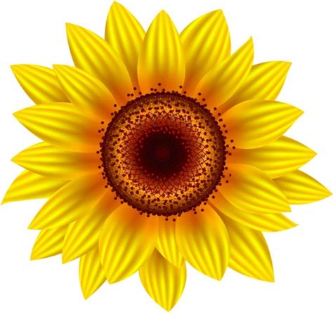 Sunflower Vectors graphic art designs in editable .ai .eps .svg format