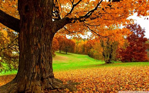 Spectacular Autumn Scene Hd Wallpaper Download