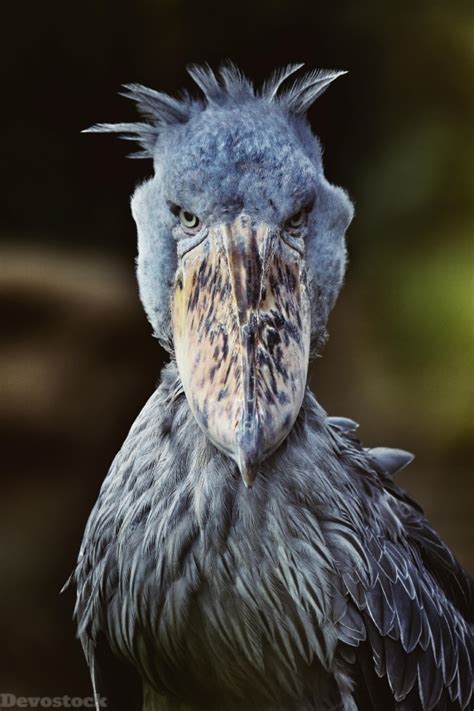 Devostock Animal Weird Bird Mean Angry Rare Nature 4k Devostock