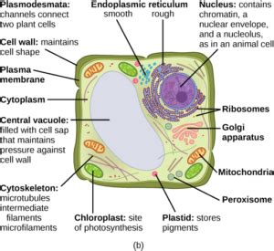 Check spelling or type a new query. 4.10 Vesicles and Vacuoles - Mt Hood Community College ...