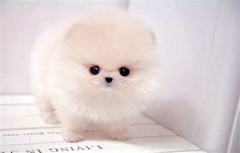 Cute Fluffy Puppies Blazing Ardor
