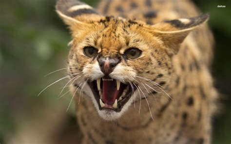 Wildcat Facts History Useful Information And Amazing Pictures