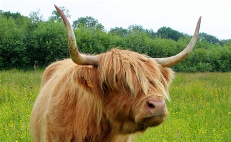 Highland Cow By Oomke Wiltjer 500px