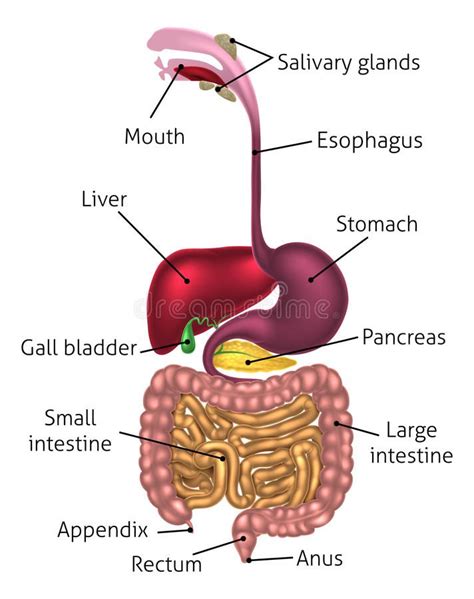 Human Digestive System Salivary Gland Anus Pancreas Abdominal