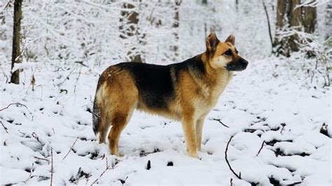 10 Best Dog Breeds For Cold Weather Meet The Winter Wonders Petsradar