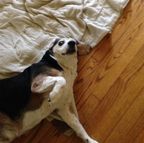 These 20 Dogs Put Grumpy Cat To Shame With Their Hilarious Grumpiness