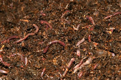 Maybe you would like to learn more about one of these? Sonoma Valley Worm Farm