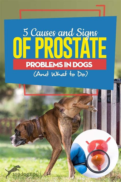 5 Causes And Signs Of Prostate Problems In Dogs And How To Fix Them