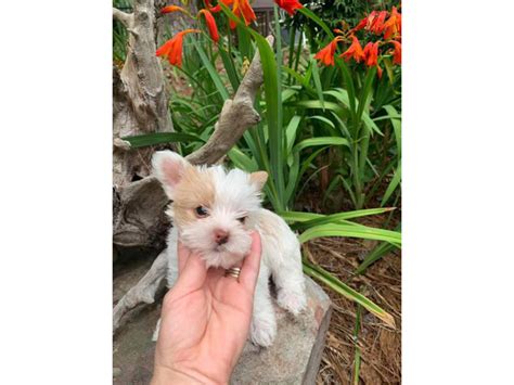 4 Adorable Yorkie Puppies Up For Sale Atlanta Puppies For Sale Near Me
