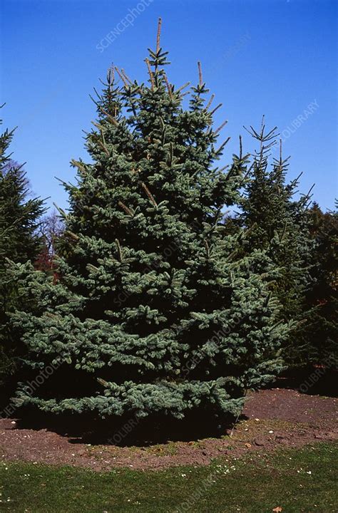 Blue Spruce Trees Stock Image B5000171 Science Photo Library