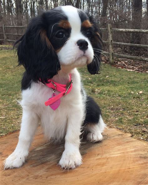 The Traits We All Respect About The Cute Cavalier King Charles Spani