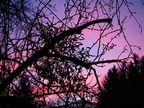 Free Images Tree Nature Branch Light Sunrise Sunset Night