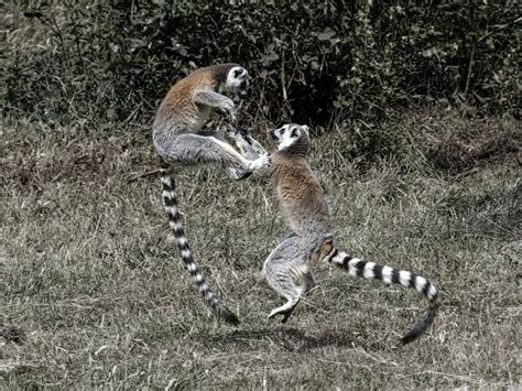Let The Battle Commence Ring Tailed Lemurs Lemur Wildlife Park