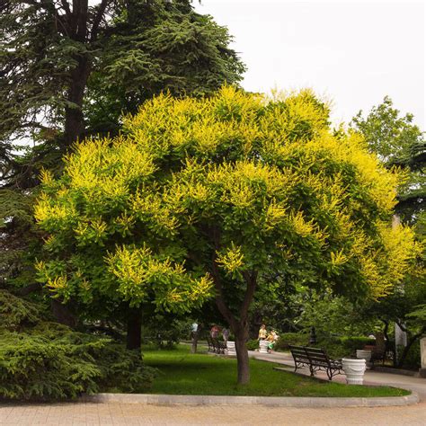 Expand that distance to 15 feet on center to create an individual tree that doesn't touch its neighbor. Plants of SOPHORA JAPONICA - Japanese Pagoda Tree - T.O.G