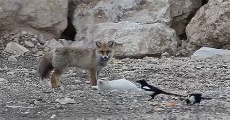 Wild Fox Befriends Cat In Adorable Viral Video The Animal Rescue Site