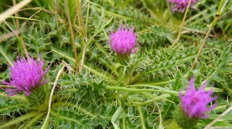 Thistles In Your Lawn How To Remove Them Quickly And Easily