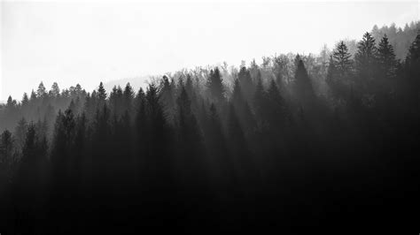 Download Wallpaper 2560x1440 Forest Trees Light Black And White