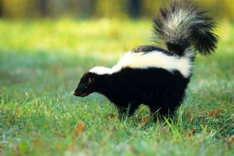 Skunk Tearing Up Lawn How To Stop It Gardening Dream