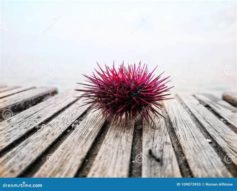 Pink Sea Urchin Stock Images 382 Photos