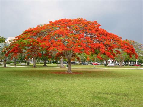 Tree With Orange Flowers In Florida Gabriele Darling