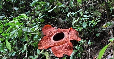 Populer Rafflesia Arnoldii
