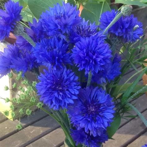 Cornflower Blue Ball Centaurea Cyanus Appx 1000 Seeds Annual • £1