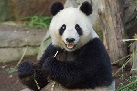 Bai Yun San Diego Zoo Panda Bear Panda Love Giant Panda