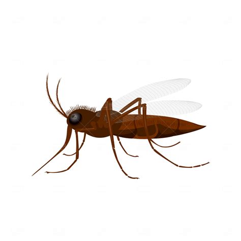 Mosquito Insect Vector Png Photo 1300 Free Png