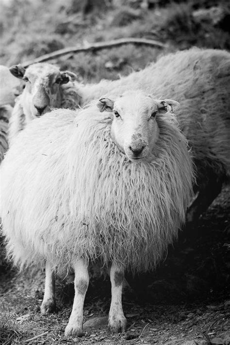 Welsh Mountain Breed Welsh Mountain Sheep In North Wales Large