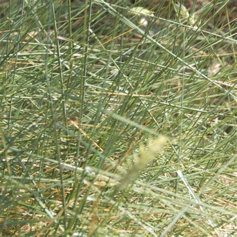 Hard Fescue Grass Seed Festuca Trachyphylla Hurrells Seeds