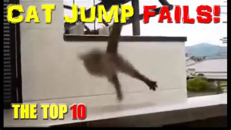 Cat Jump Fails Top 10 Hilarious Funny Cats And Cute Kittens Youtube