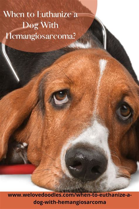 When Should I Euthanize My Dog With Hemangiosarcoma