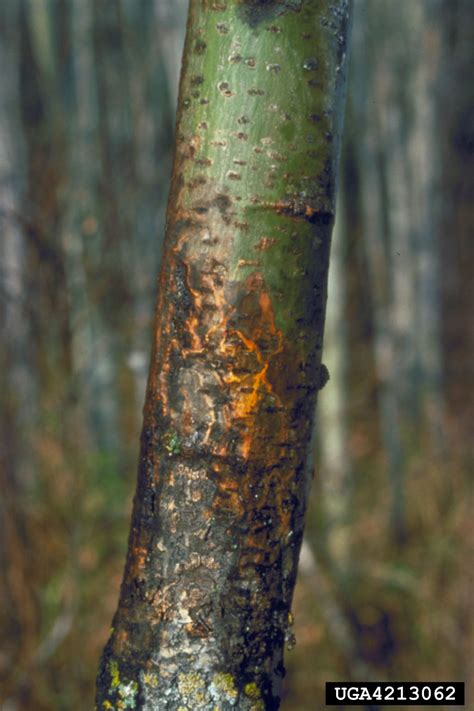 Hypoxylon Canker Of Aspen Entoleuca Mammata On Aspenpoplar Populus