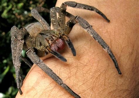 World History Knowlage Brazilian Wandering Spiders