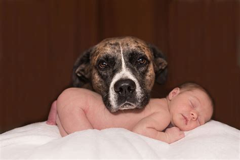 Can Dogs Be Around Newborns