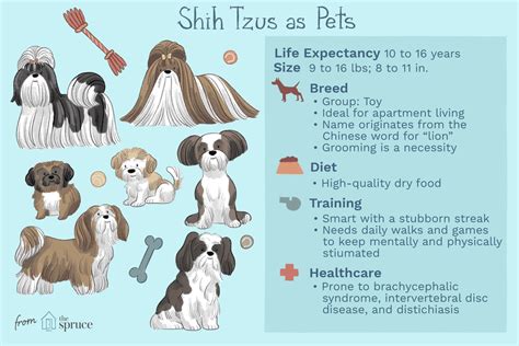 Shih Tzu Full Profile History And Care