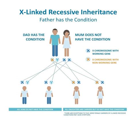 Can You Inherit Ed Ectodermal Dysplasia Society