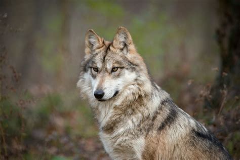 Endangered Wolf Center Explore St Louis