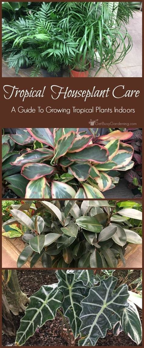 Tropical Houseplant Care Guide How To Grow Tropical Plants Indoors