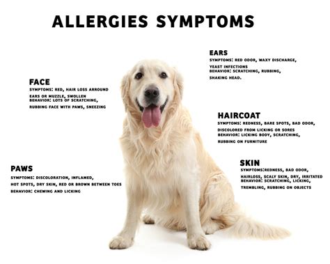 How Do I Treat My Dogs Skin Allergies